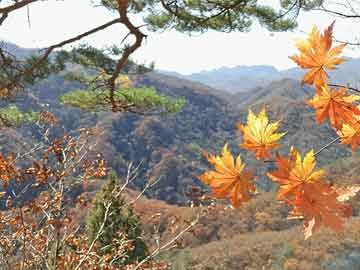 四川直播间热议，中考成绩与明星话题引热议