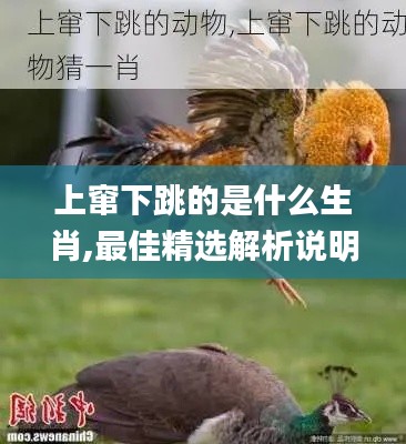 上窜下跳的是什么生肖,最佳精选解析说明_Nexus3.445