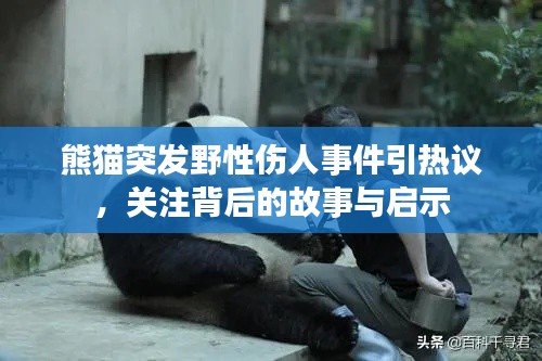 熊猫突发野性伤人事件引热议,关注背后的故事与启示