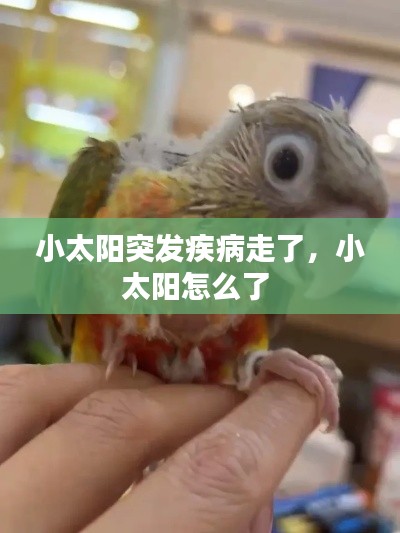 小太阳突发疾病走了,小太阳怎么了