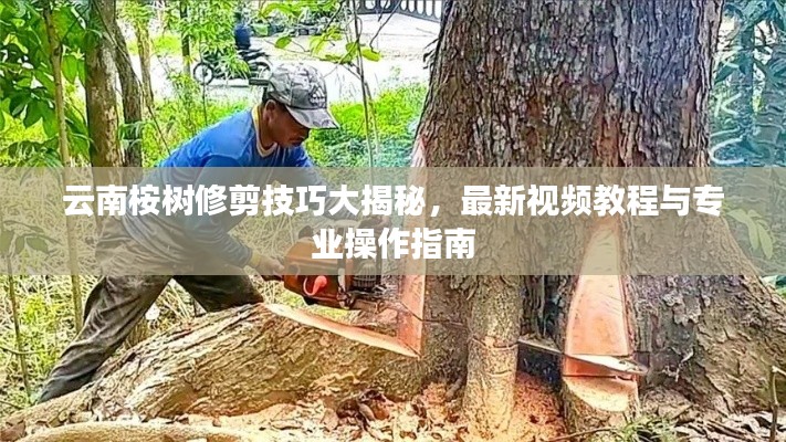 云南桉树修剪技巧大揭秘,最新视频教程与专业操作指南