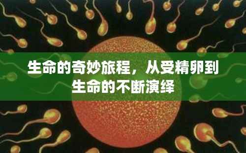 生命的奇妙旅程，从受精卵到生命的不断演绎